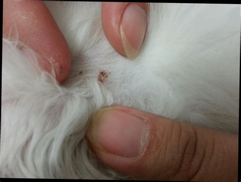 猫咪得了猫癣怎么办可以用什么,猫咪有猫癣严重怎么办