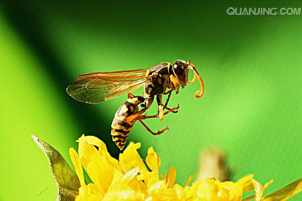 飞翔着的天使,飞翔者的幸福