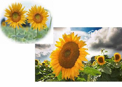 盘点各国的国花是什么,世界各国的国花你都认识吗