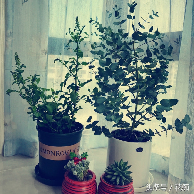 尤加利树绿植效果图,尤加利绿植的养法