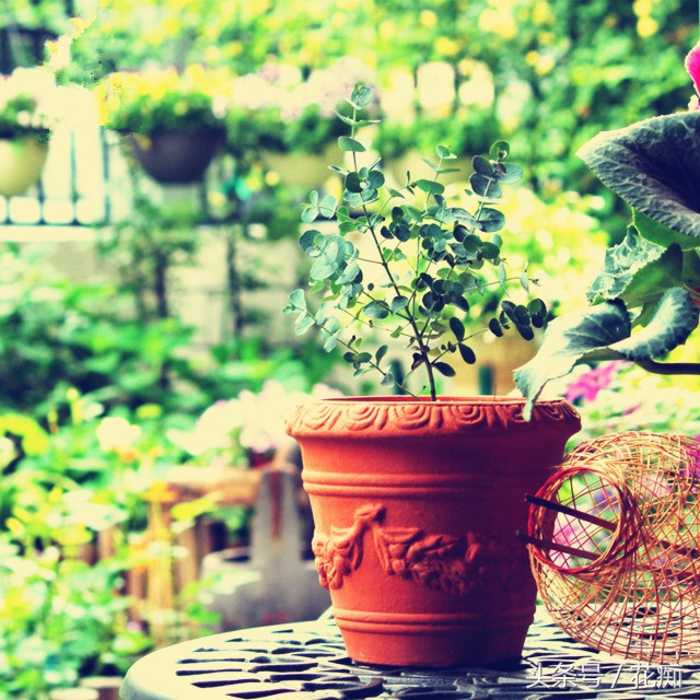 尤加利树绿植效果图,尤加利绿植的养法