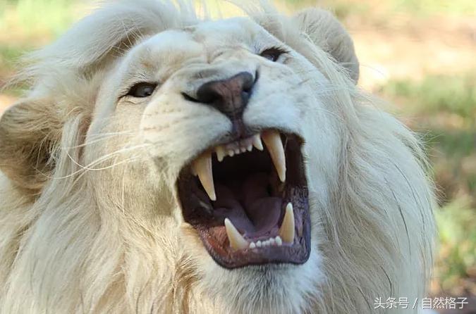 狮子和老虎的牙齿谁的牙齿最尖,狮子老虎的牙齿为什么比人厉害