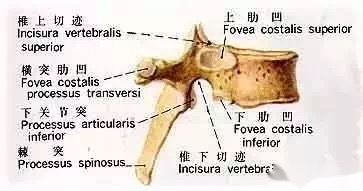 骨科干货脊柱基础知识,骨科干货脊柱基础知识及诊断大全