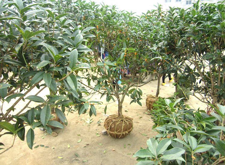 怎样辨别桂花是不是金桂,如何辨别桂花的种类