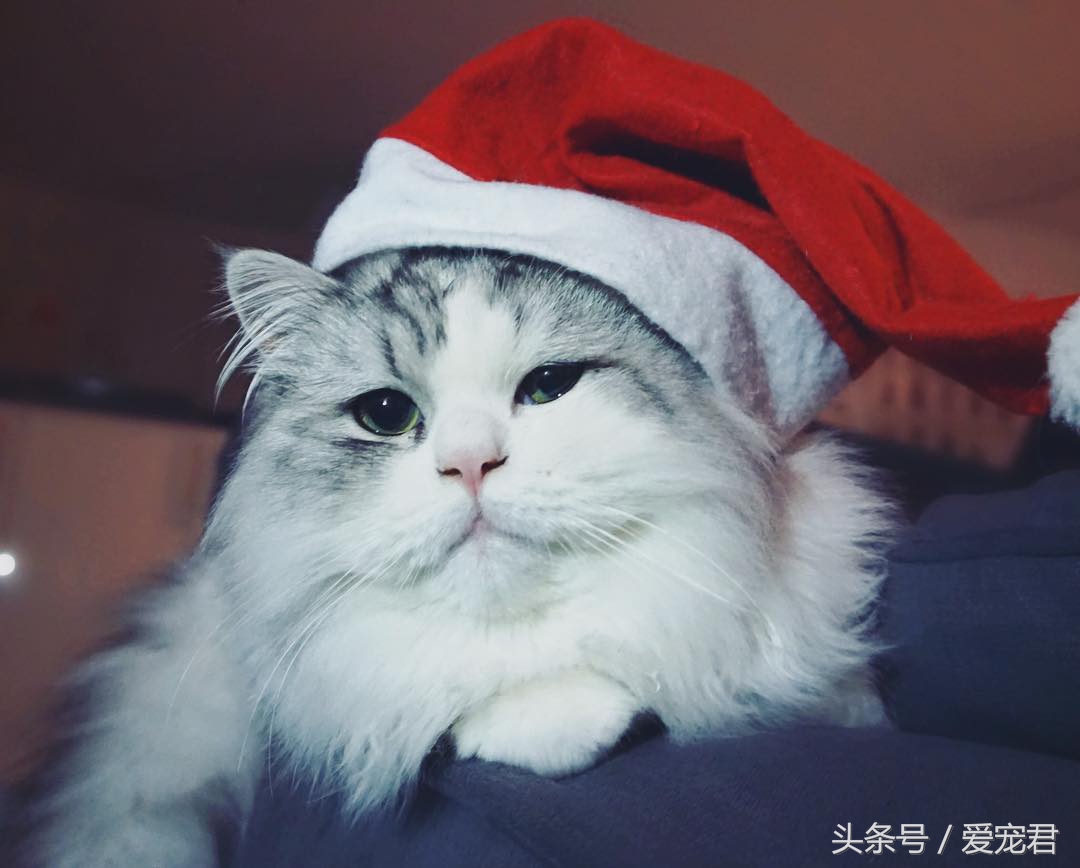 天气炎热猫咪能生存吗,夏季猫咪暴晒可以吗