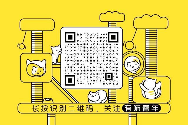 猫怎么看公母,猫咪健康百科