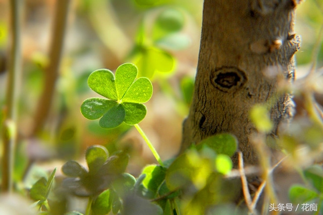 三叶草铺面效果,三叶草的副作用是什么