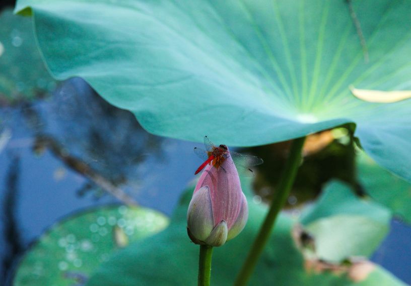 描写蜻蜓飞舞的优美诗句,描写蝴蝶蜻蜓飞舞的夏日诗句