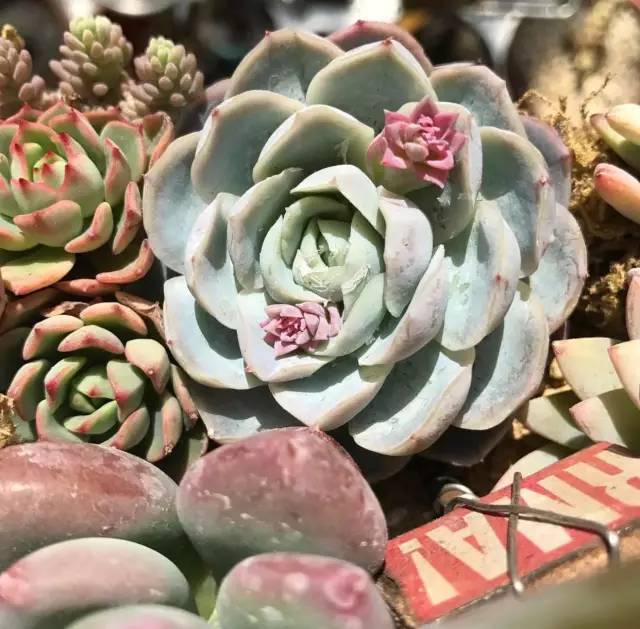 多肉每天光照好看吗,光照过强多肉反而颜色不好看