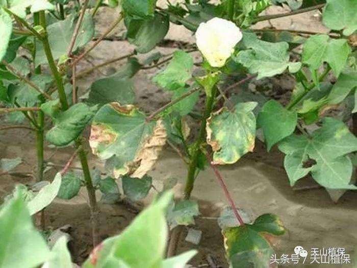 棉花枯黄萎病最新最详细防治方法,棉花黄萎病防治方案