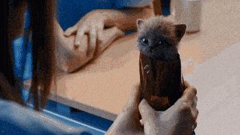 法国研究者证明猫是液体荣获诺贝尔物理学奖