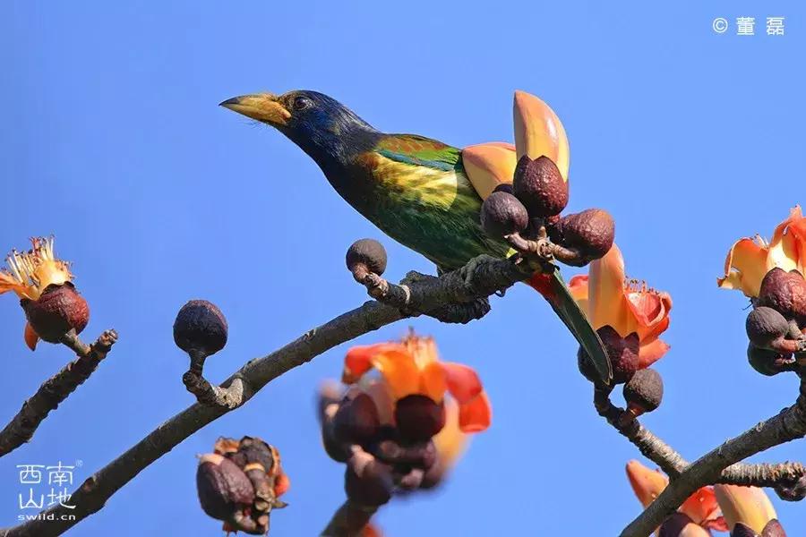 那些名字带有“假”字、“拟”字的生物
