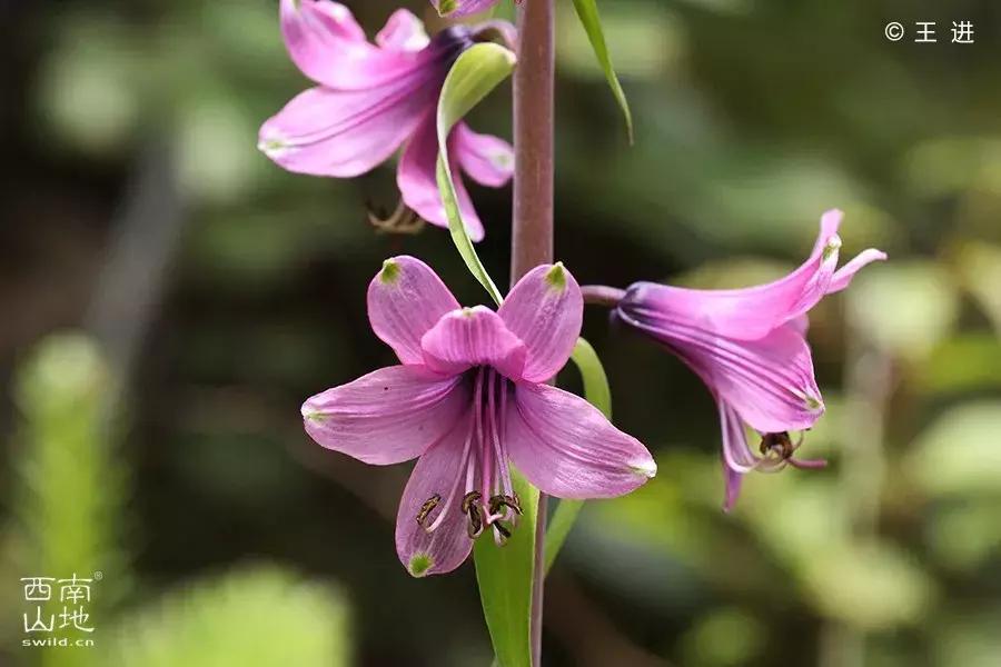 那些名字带有“假”字、“拟”字的生物