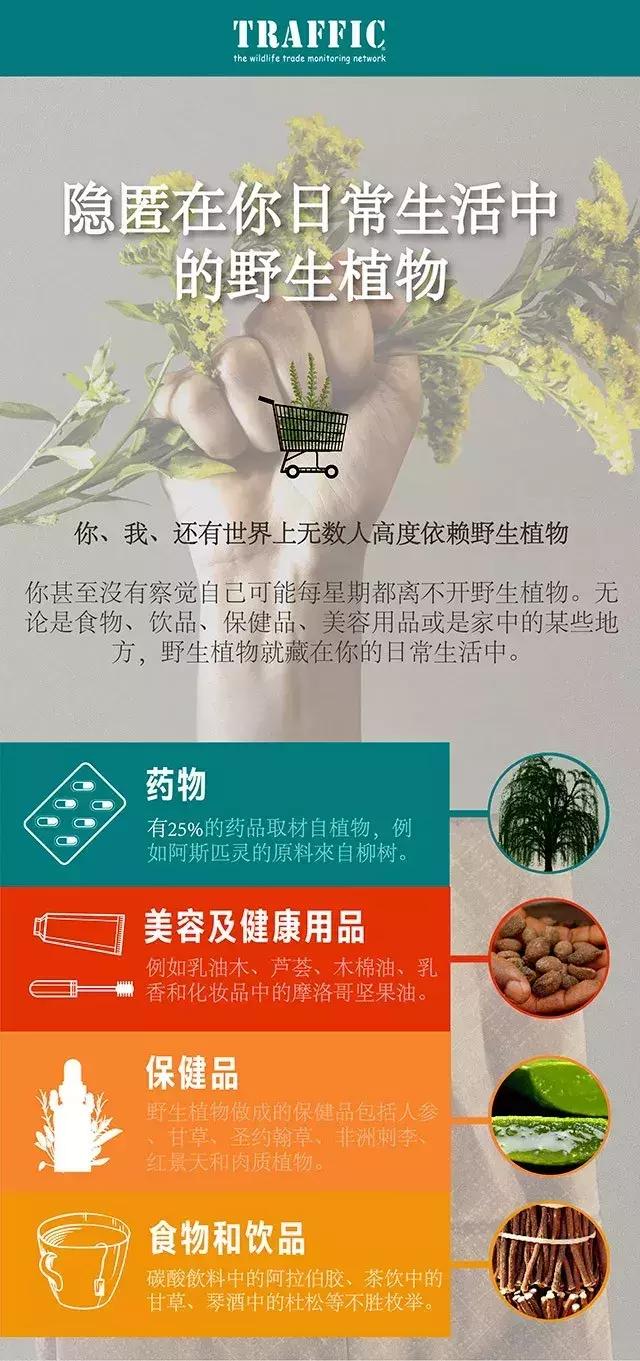 杯中的凉茶，唇上的口红，那些隐藏在生活中的野生植物