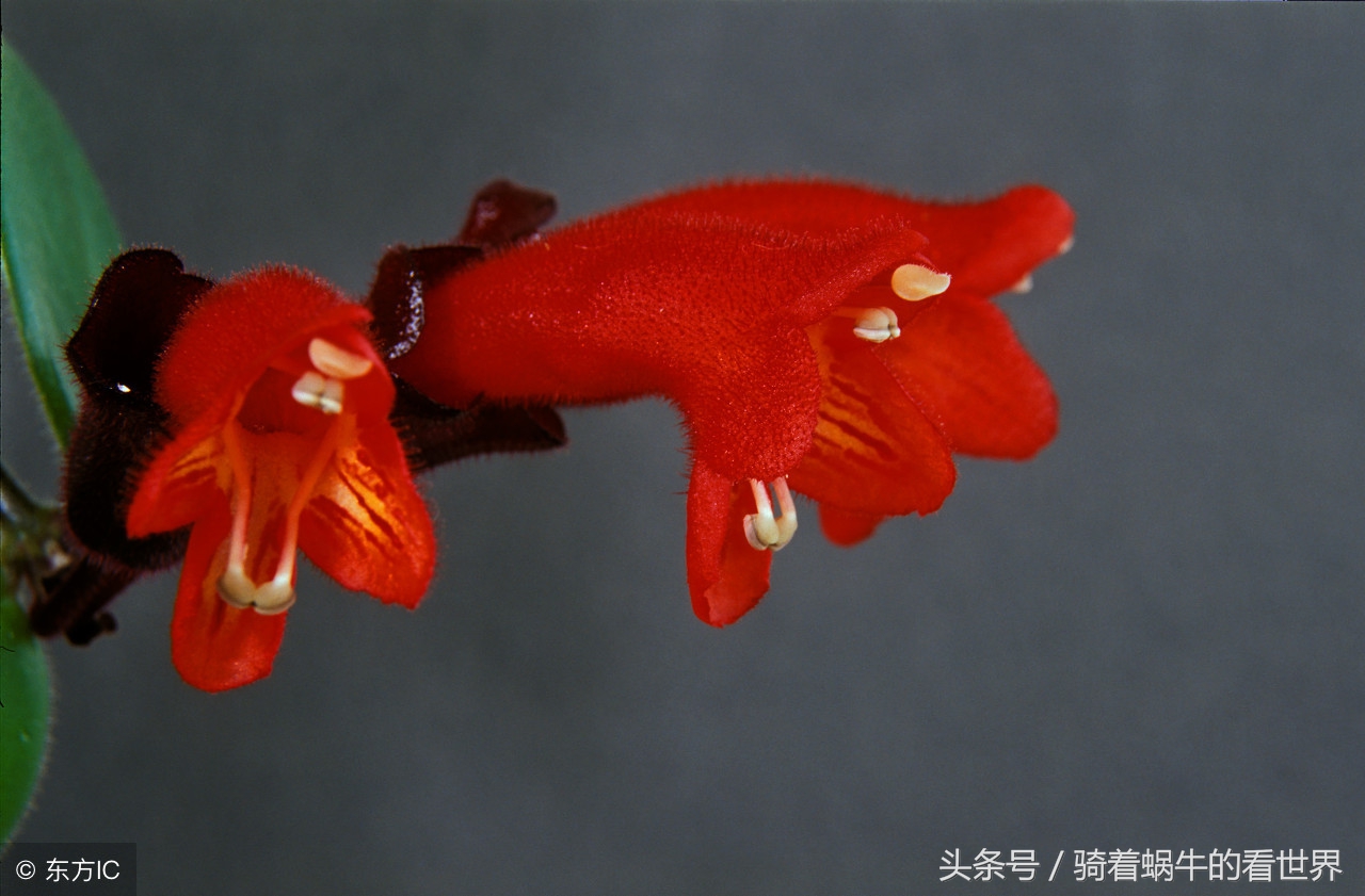 口红花冬天怎么养护和浇水,口红花怎么饲养