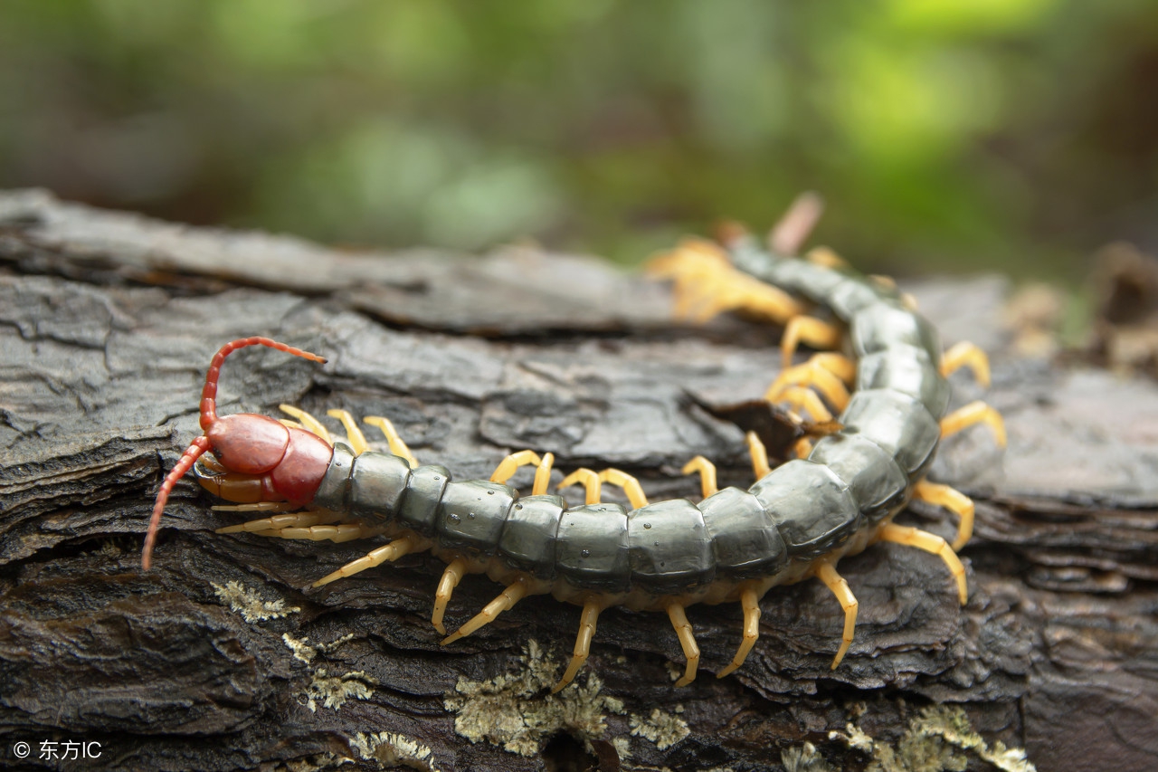 夏天宝宝被蚊虫咬了怎么处理,如何避免宝宝被毒蚊虫咬