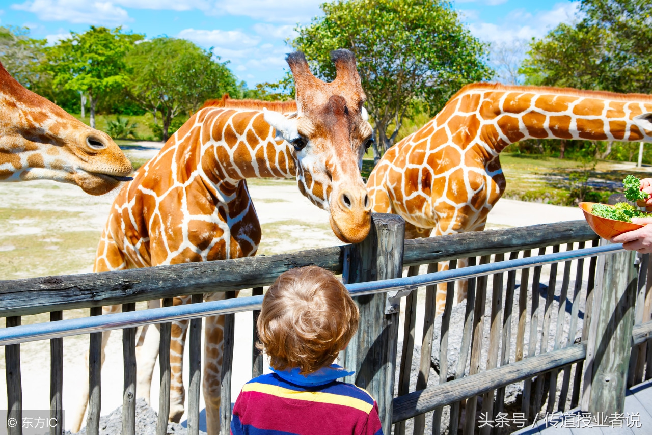 三年级优秀作文写动物200字以上,我喜欢的动物600字优秀作文记叙