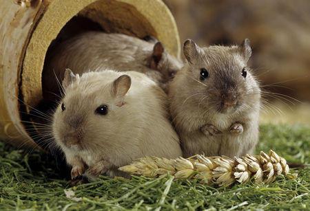 仓鼠磨牙用什么最好,仓鼠怎么磨牙才正确