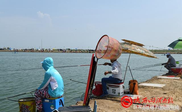 合阳洽川黄河湾,合阳钓鱼大赛