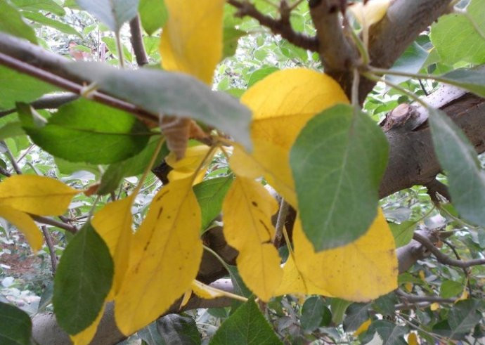 苹果树突然叶子变黄慢慢干了,苹果树叶片发黄要怎么办