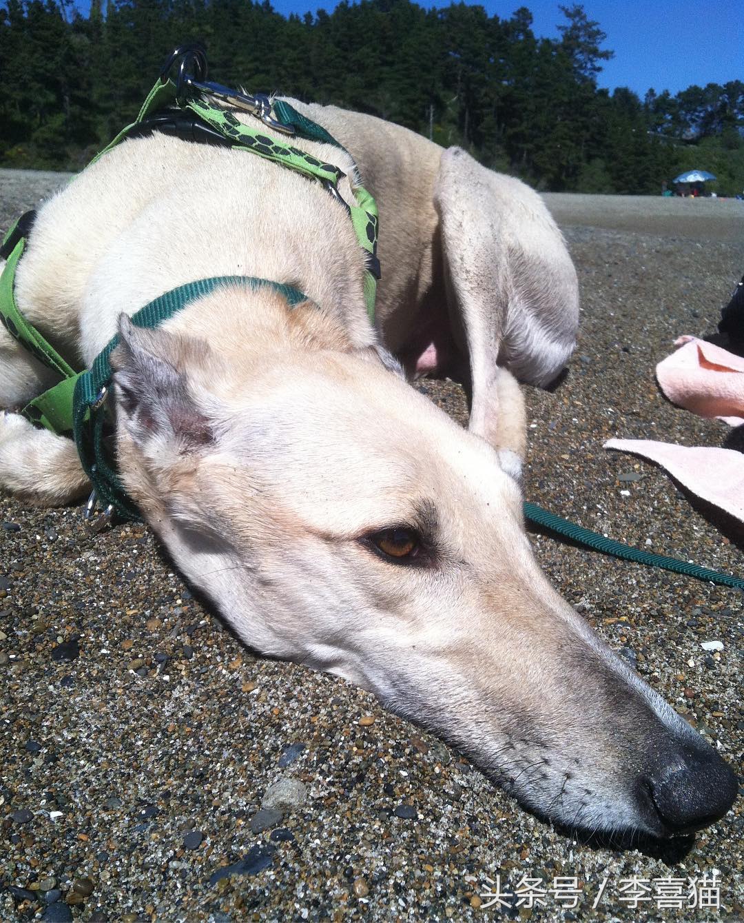 狗狗有七十二般变化，养一只就像开了一家动物园