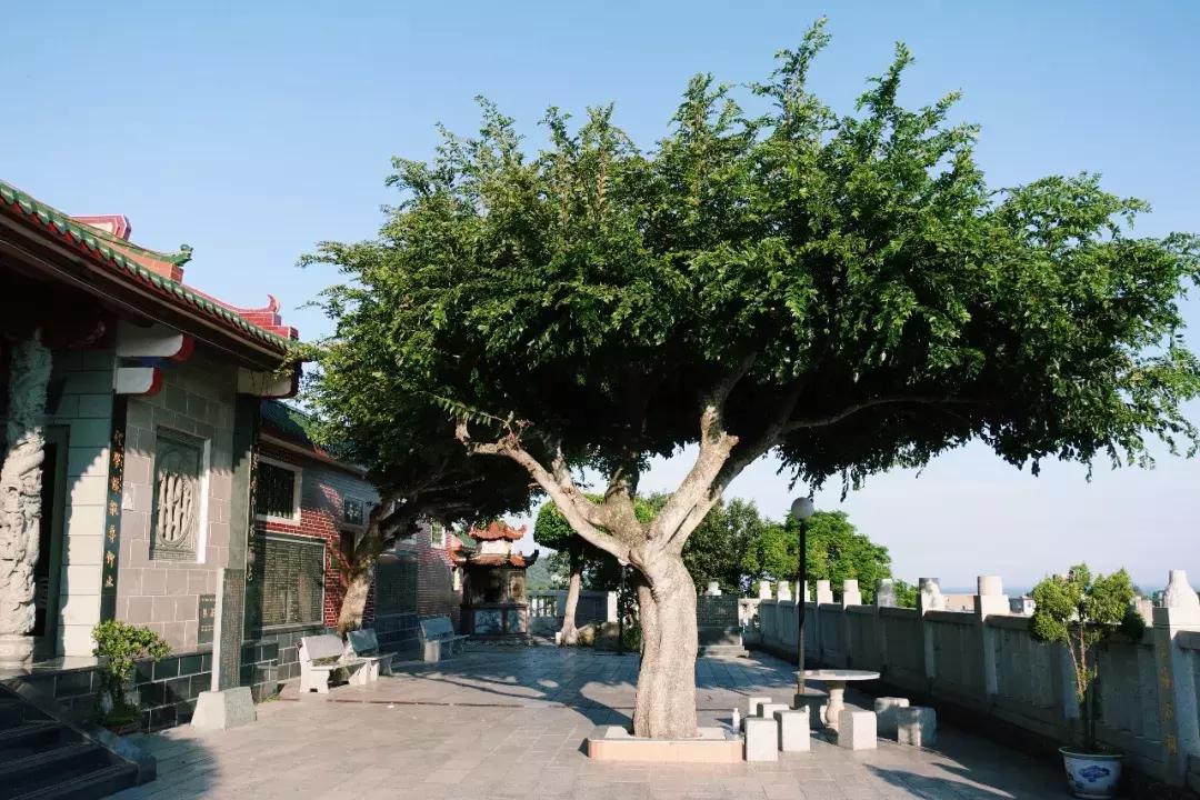 机票300+，海鲜100吃到撑，东山岛的神秘沙洲，每隔12小时会消失