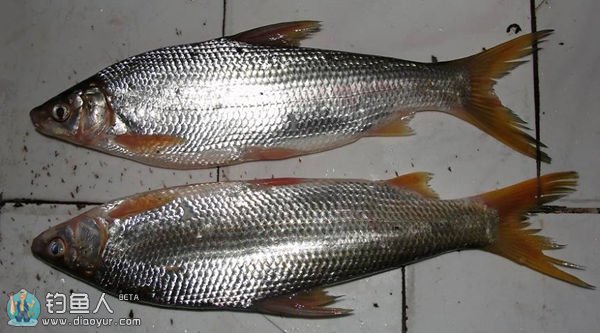 常见淡水鱼类介绍,比较常见的几种淡水鱼区别