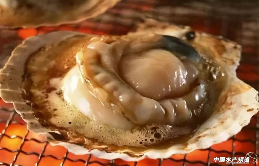 贝壳怎么验真,贝壳有造假的吗