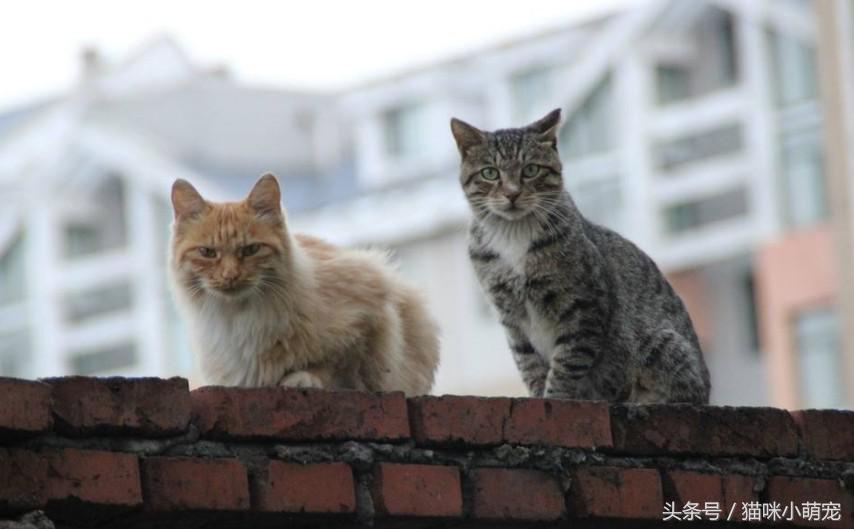 猫咪抓到老鼠后会吃掉它吗,为什么猫抓到老鼠不立刻吃掉呢