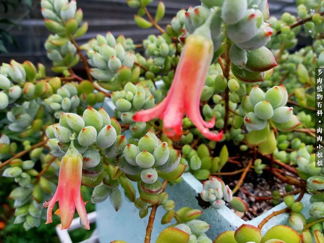 爱“肉”的川妹子入了巨坑！终于把爱好变成了事业！