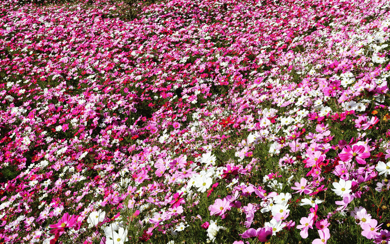 川藏线318租车费用大概多少钱,租车穿越318川藏线需要多少钱