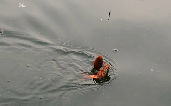 快速绑线组方法,绑线组最好的方法