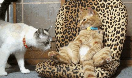 猫咪受伤怎么处理铲屎官要了解,猫主子受伤消毒