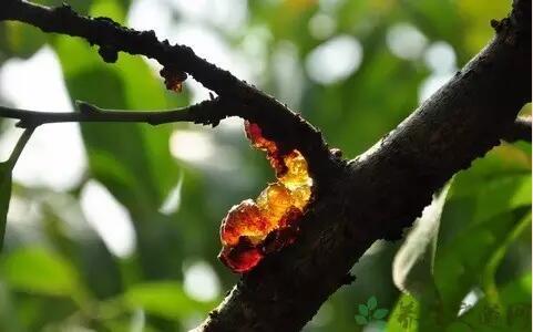 桃树生病流的“泪”，吃了竟然能养生，要卖100多元一斤