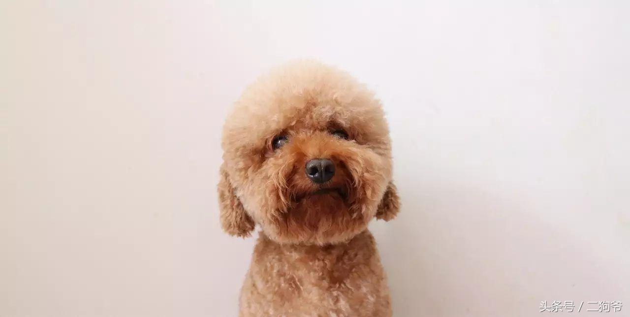 聊城爱犬通办狗证,济南市民为爱犬办狗证