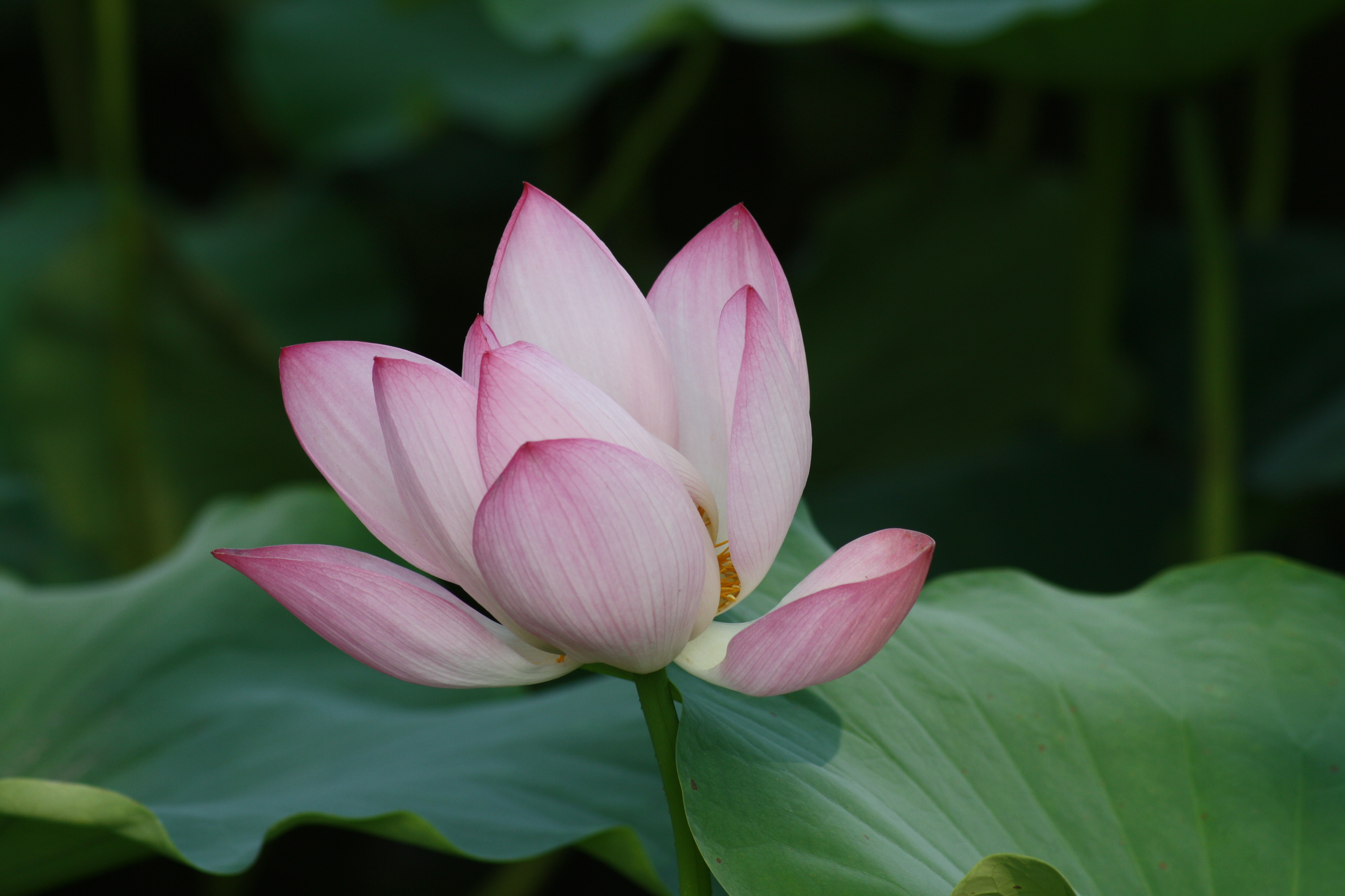 领导让写工作检查,同事的工作失误领导让我写检查