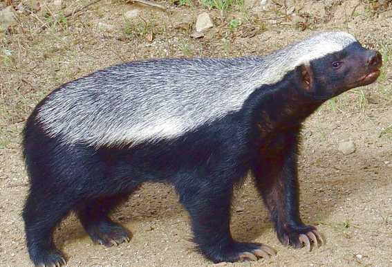 非洲蜜獾天不怕地不怕，我国这三种也不是吃素的，金刚狼原型是它