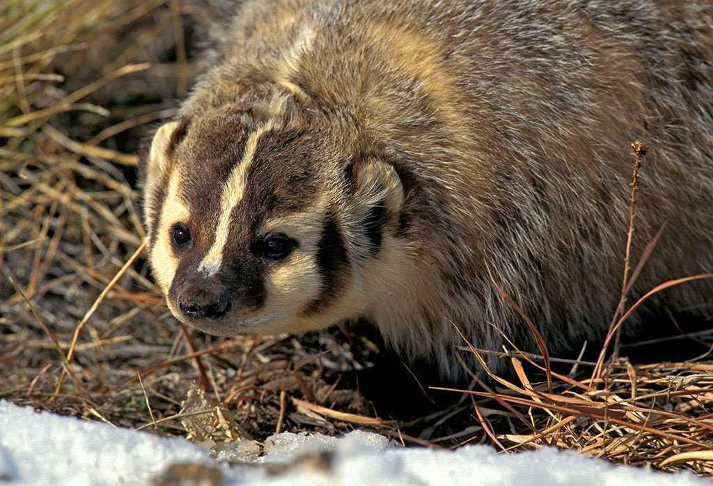 非洲蜜獾天不怕地不怕，我国这三种也不是吃素的，金刚狼原型是它