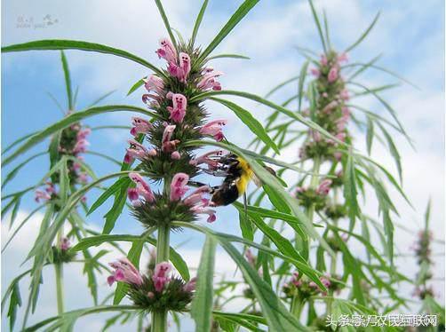 农村随处可见的益母草，对女人竟然这么重要