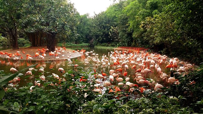 长隆广州野生动物园带娃游玩攻略,一大一小亲子游长隆野生动物园