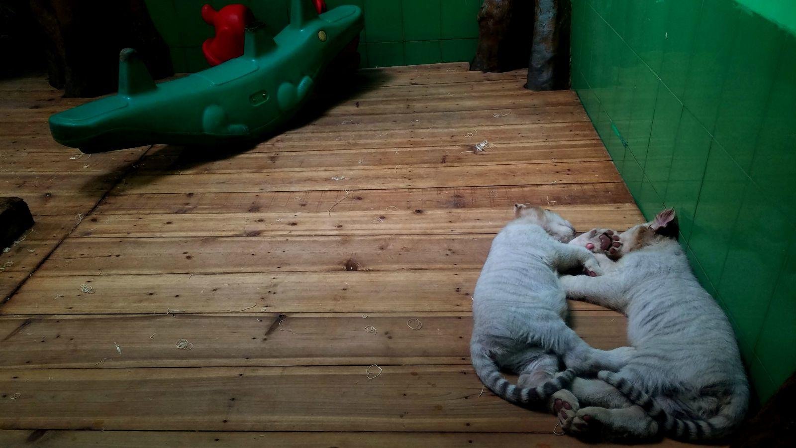 长隆广州野生动物园带娃游玩攻略,一大一小亲子游长隆野生动物园