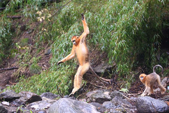 西安出发4小时避暑胜地,西安熊猫谷旅游