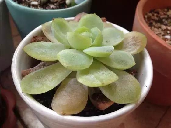 夏季多肉黑根烂根怎么处理,多肉赤腐病的处理方法