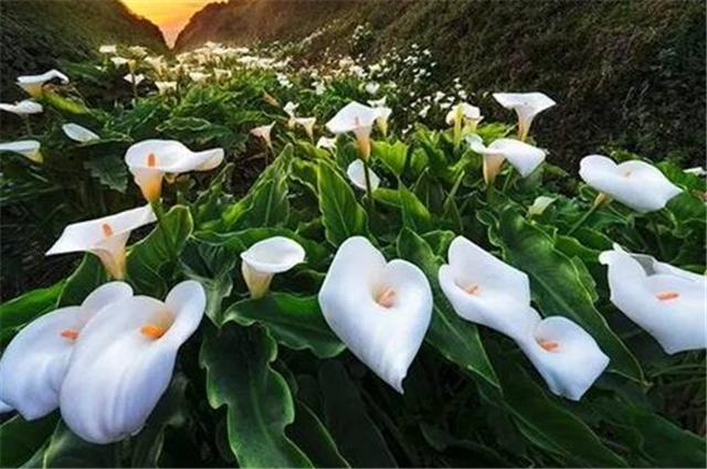 马蹄莲的养护方法快速开花,马蹄莲开花后怎么养护和管理