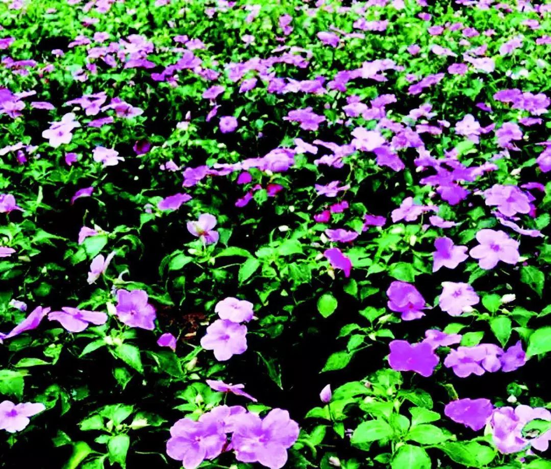 凤仙花室内养殖方法,凤仙花盆栽养殖方法视频