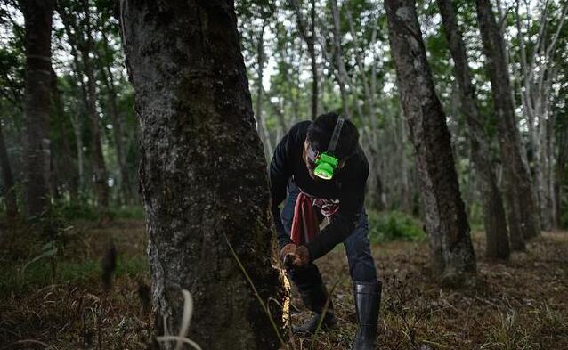乳胶枕价格多少才可能是真的,300元以下乳胶枕推荐