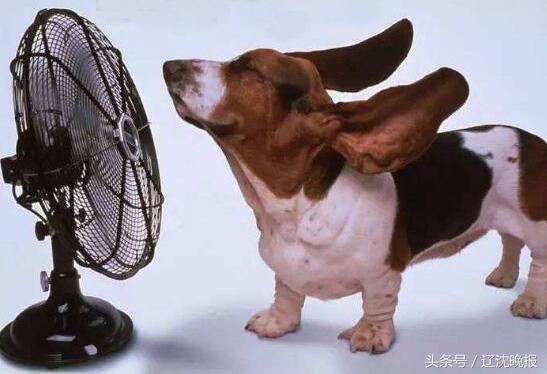 热啊！动物防中暑有“凉方”大熊猫吃紫色冰棒