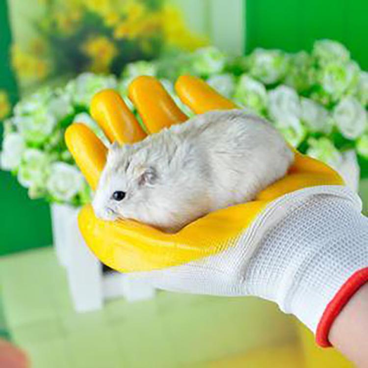 仓鼠怎么才能快速上手,仓鼠怎么养才能快速上手