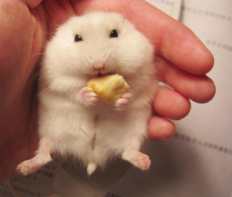 怎样摸仓鼠让仓鼠上手,新手养仓鼠怎么让仓鼠上手不咬人