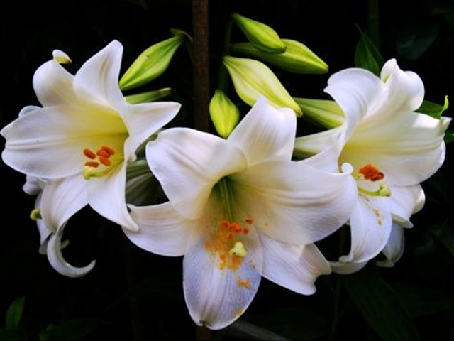 百合花水养出现枯萎现象怎么办,为什么我的百合花只长叶子不开花